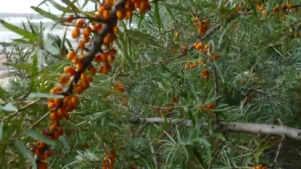 Sea buckthorn twigs with berries — Stock Video