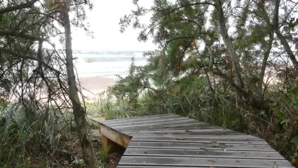 Sea buckthorn twigs with berries — Stock Video