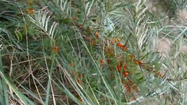 Sanddornzweige mit Beeren — Stockvideo