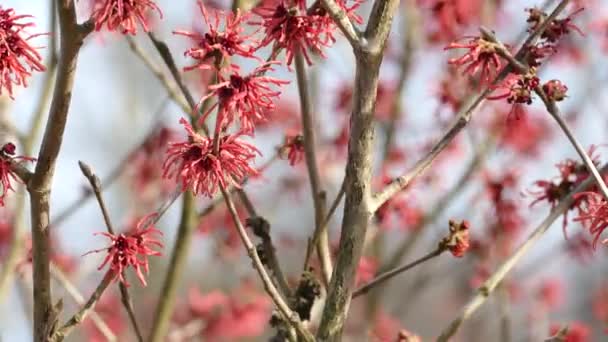 Red witch-hazel blooms in early spring — Stock Video