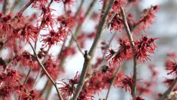 Flores vermelhas de avelã-bruxa no início da primavera — Vídeo de Stock