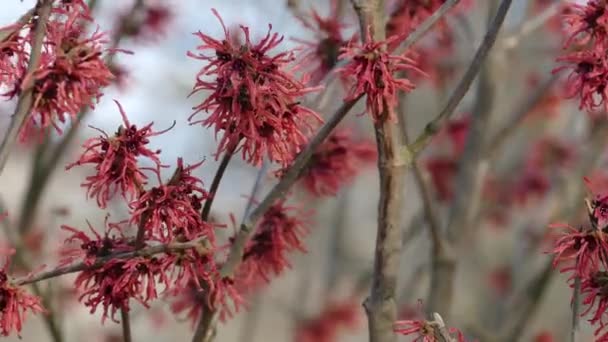 Flores vermelhas de avelã-bruxa no início da primavera — Vídeo de Stock