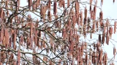 Baharın başlarında çiçekli siyah alder dalları