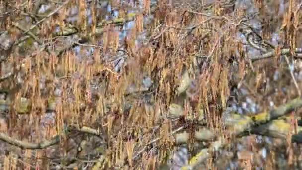 Zwarte elzentakken met bloemen in het vroege voorjaar — Stockvideo