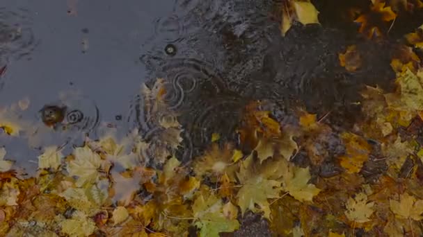 Foglie di autunno gialle in pozzanghera — Video Stock