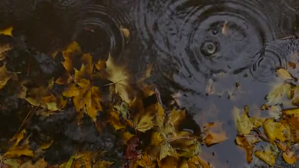 Yellow autumn leaves in puddle — Stock Video