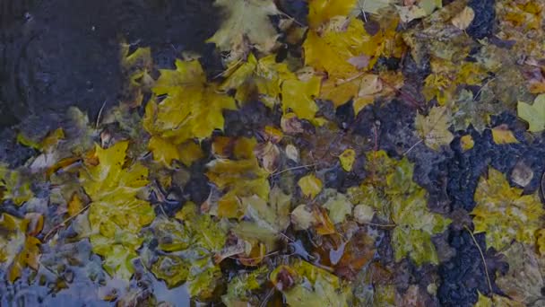 Gelbe Herbstblätter in der Pfütze — Stockvideo