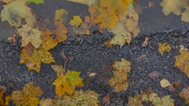 Желтые осенние листья в луже — стоковое видео