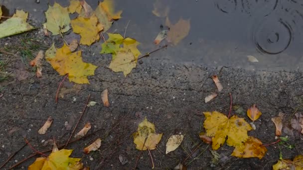 Yellow autumn leaves in puddle — Stock Video