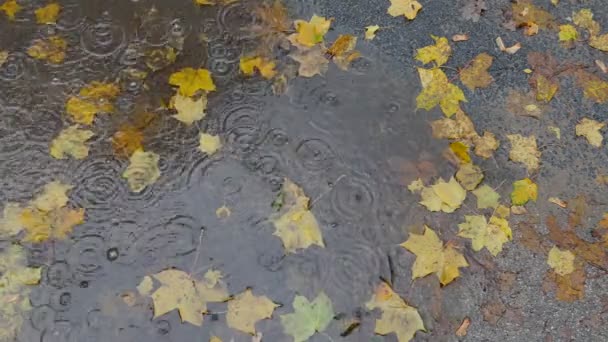 Gelbe Herbstblätter in der Pfütze — Stockvideo