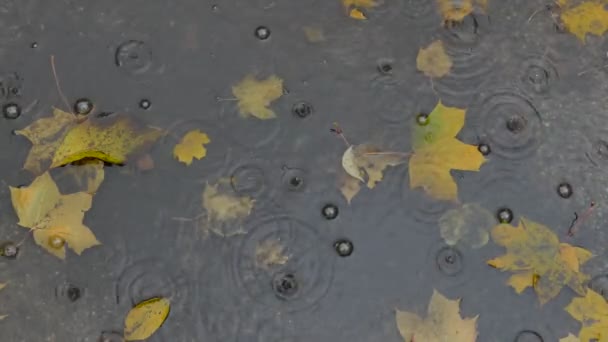 Gelbe Herbstblätter in der Pfütze — Stockvideo