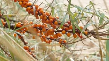 Çilek ile deniz dikeni dalları