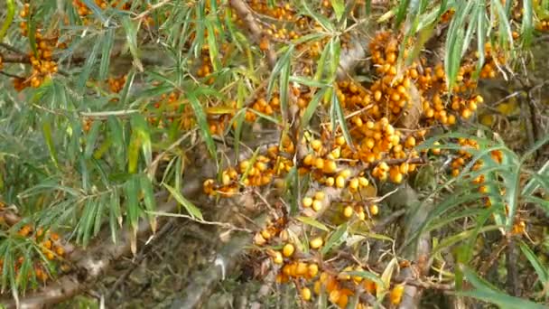 Sea buckthorn twigs with berries — Stock Video