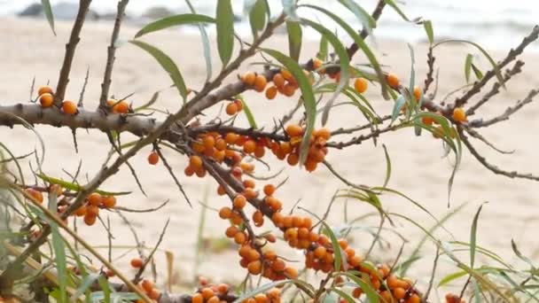 Sanddornzweige mit Beeren — Stockvideo