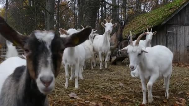 Ziegenherde neben alter Scheune — Stockvideo