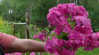 Kadın elleri bahçede çiçek buketi topluyor