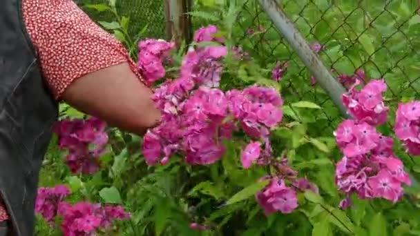 Γυναικεία χέρια μαζεύοντας μπουκέτο λουλουδιών στον κήπο — Αρχείο Βίντεο