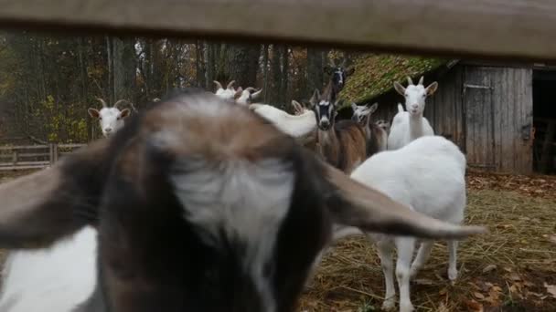 Стадо коз рядом со старым амбаром — стоковое видео