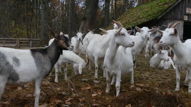 Rebanho de cabras ao lado de celeiro velho — Vídeo de Stock