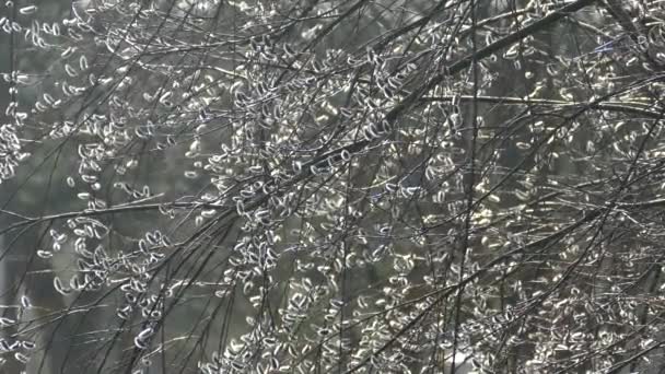 Zweige von Weiden mit Blüten — Stockvideo
