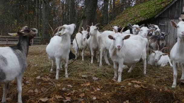 Mandria di capre accanto al vecchio fienile — Video Stock