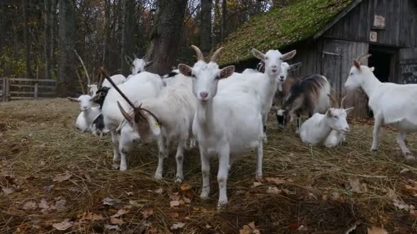 Rebanho de cabras ao lado de celeiro velho — Vídeo de Stock