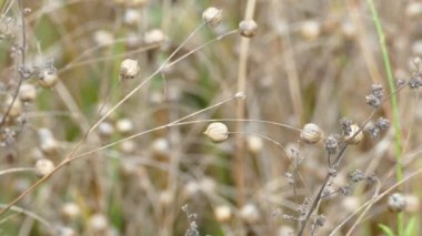 Tarım alanında olgun keten veya keten tohumu