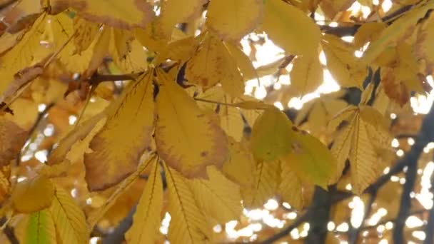 Gelbe Herbstblätter der Rosskastanie — Stockvideo