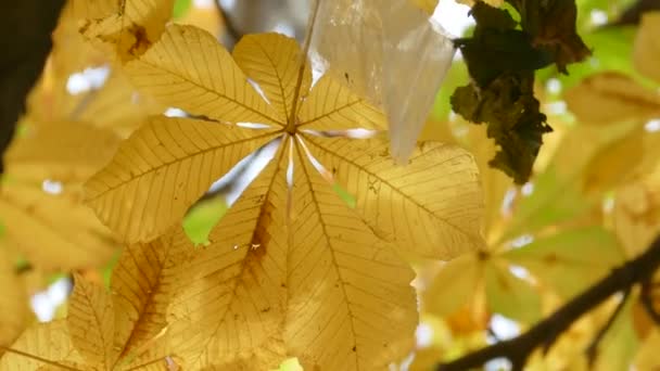 Žluté podzimní listy kaštanovníku — Stock video