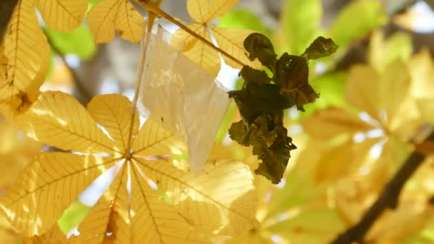 Желтые осенние листья конского каштана — стоковое видео