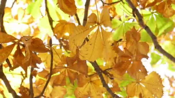 Hojas amarillas de otoño de castaño de Indias — Vídeos de Stock