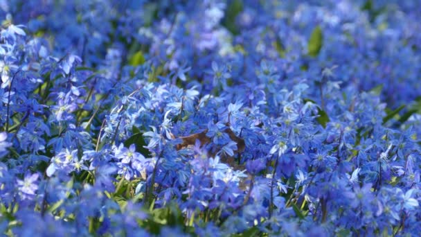 Blue spring flower Scilla sibirica background on sunny day — Stock Video