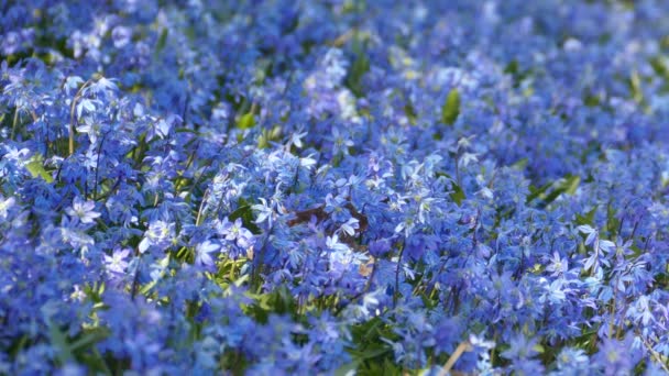 青い春の花｜花配達シビリア晴れた日の背景 — ストック動画