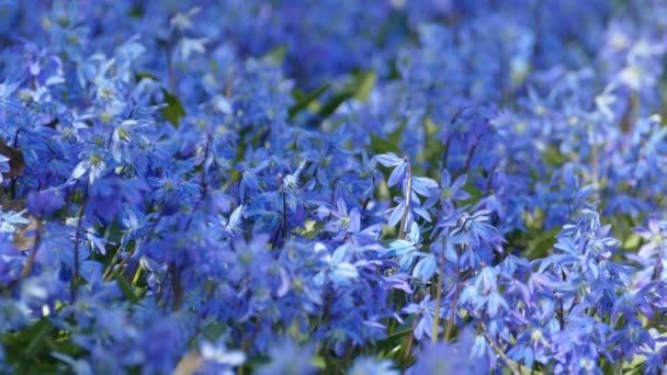 Kék tavaszi virág Scilla sibirica háttér napsütéses napon — Stock videók