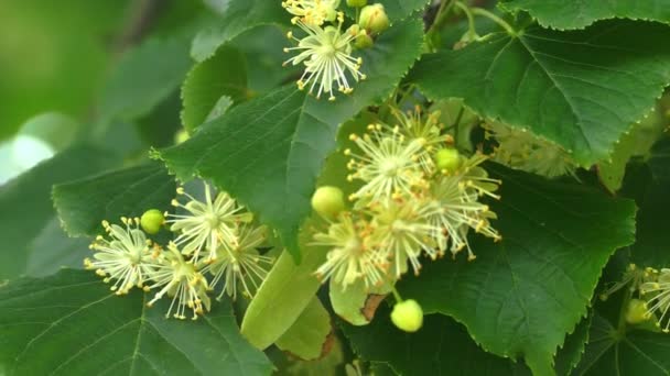 Linden tree blossoms with green leaves — Stock Video