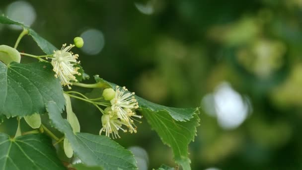 Άνθη φλαμουριάς με πράσινα φύλλα — Αρχείο Βίντεο
