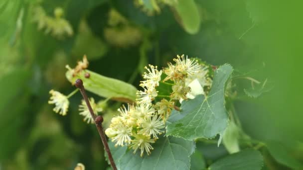 Linden tree blossoms with green leaves — Stock Video