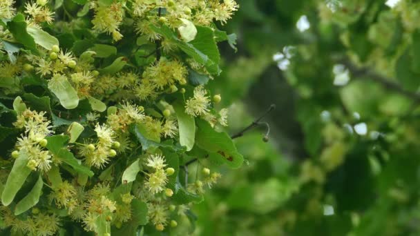 Kwitnie lipa z zielonymi liśćmi — Wideo stockowe