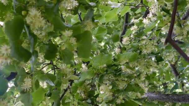 Linden fa virágzik zöld levelekkel — Stock videók