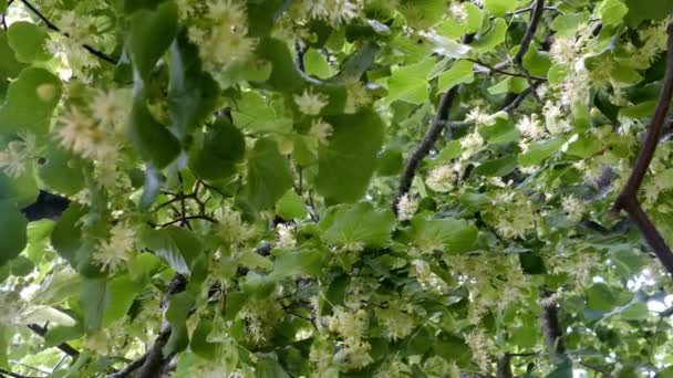 Linden tree blossoms with green leaves — Stock Video