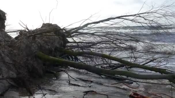 Tempesta invernale colpisce l'erosione costiera del Mar Baltico — Video Stock
