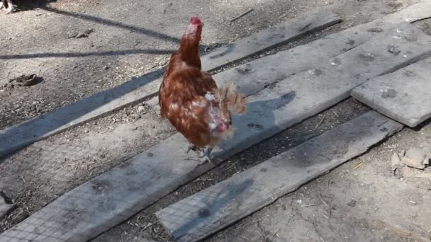 Çiftlikte yiyecek arayan tavuk. — Stok video