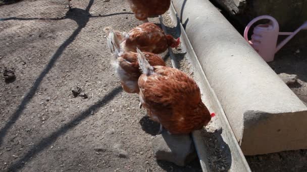 Kyckling som söker mat på frigående hönsgård — Stockvideo