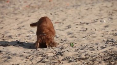 Kumsalda debelenen kahverengi küçük köpek