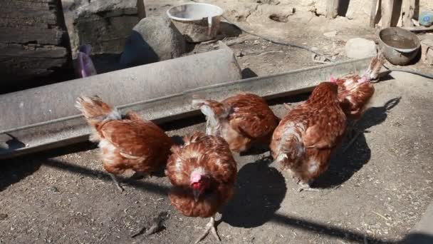 Курица ищет пищу в свободном диапазоне на барнярд — стоковое видео