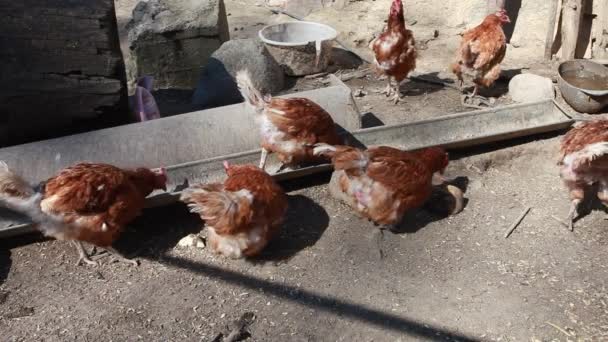 Курица ищет пищу в свободном диапазоне на барнярд — стоковое видео