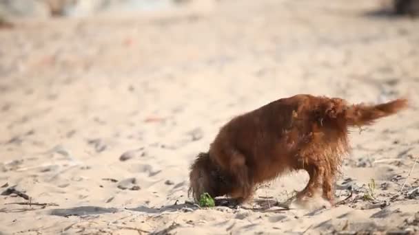 Brown small dog wallowing on beach in sand — Stock Video