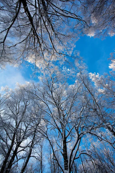 Árbol Abedul Cubierto Hielo —  Fotos de Stock