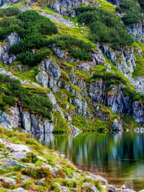 Polonya Tatra Ulusal Parkı 'nda küçük çamları ve küçük gölü olan dağ yamacı