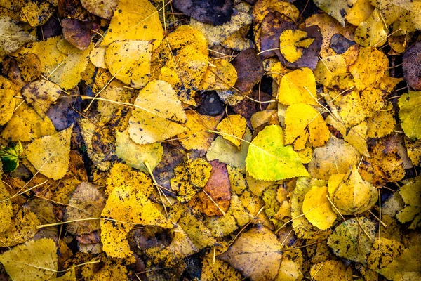 Žlutý Podzim Opouští Pozadí Efektem Dálniční Známky — Stock fotografie